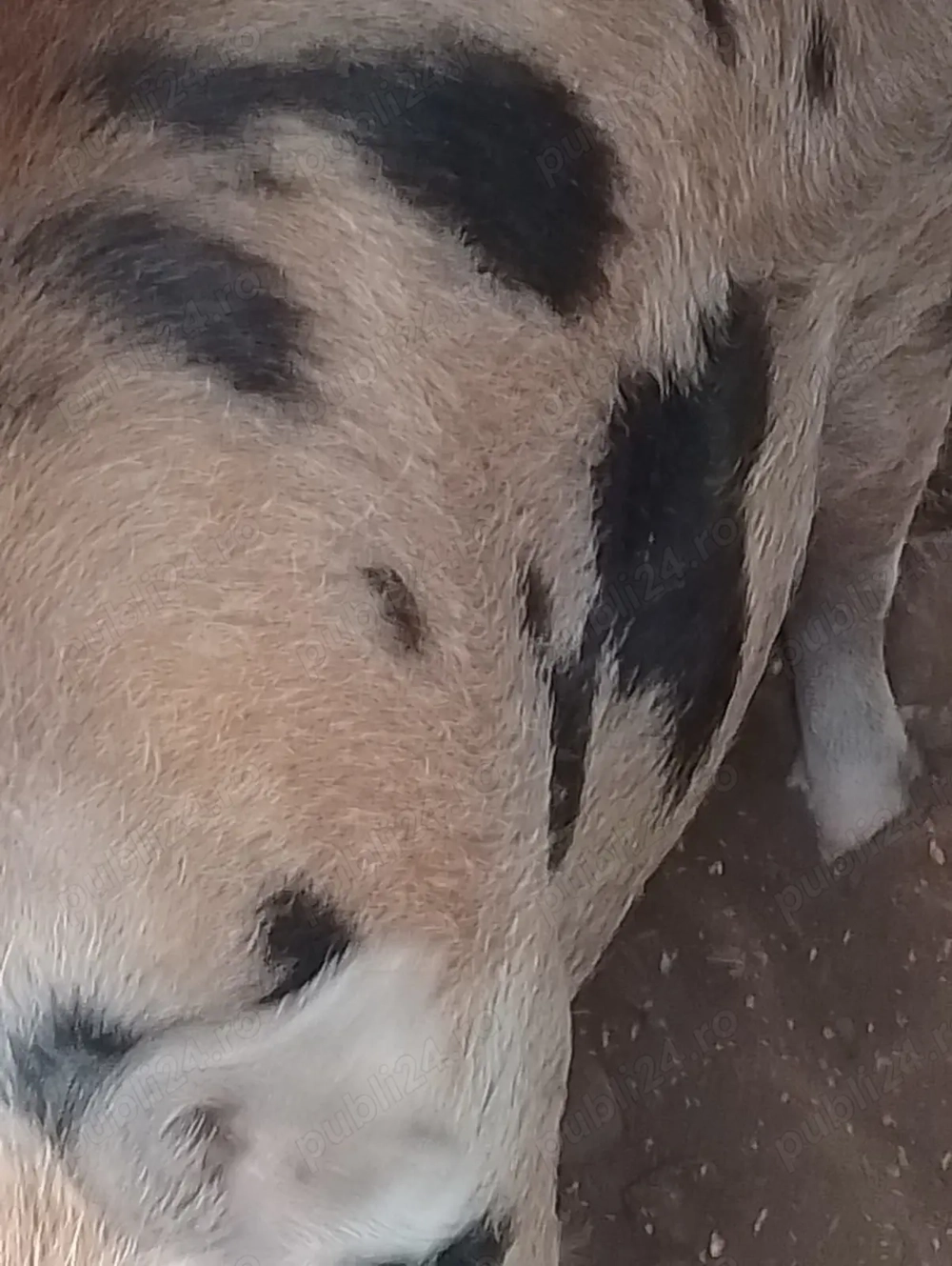 Vând porci de rasa duroc și landras 