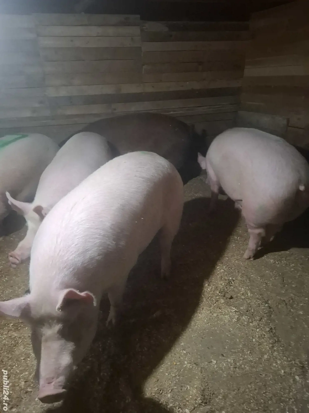 vand porci de de taiat