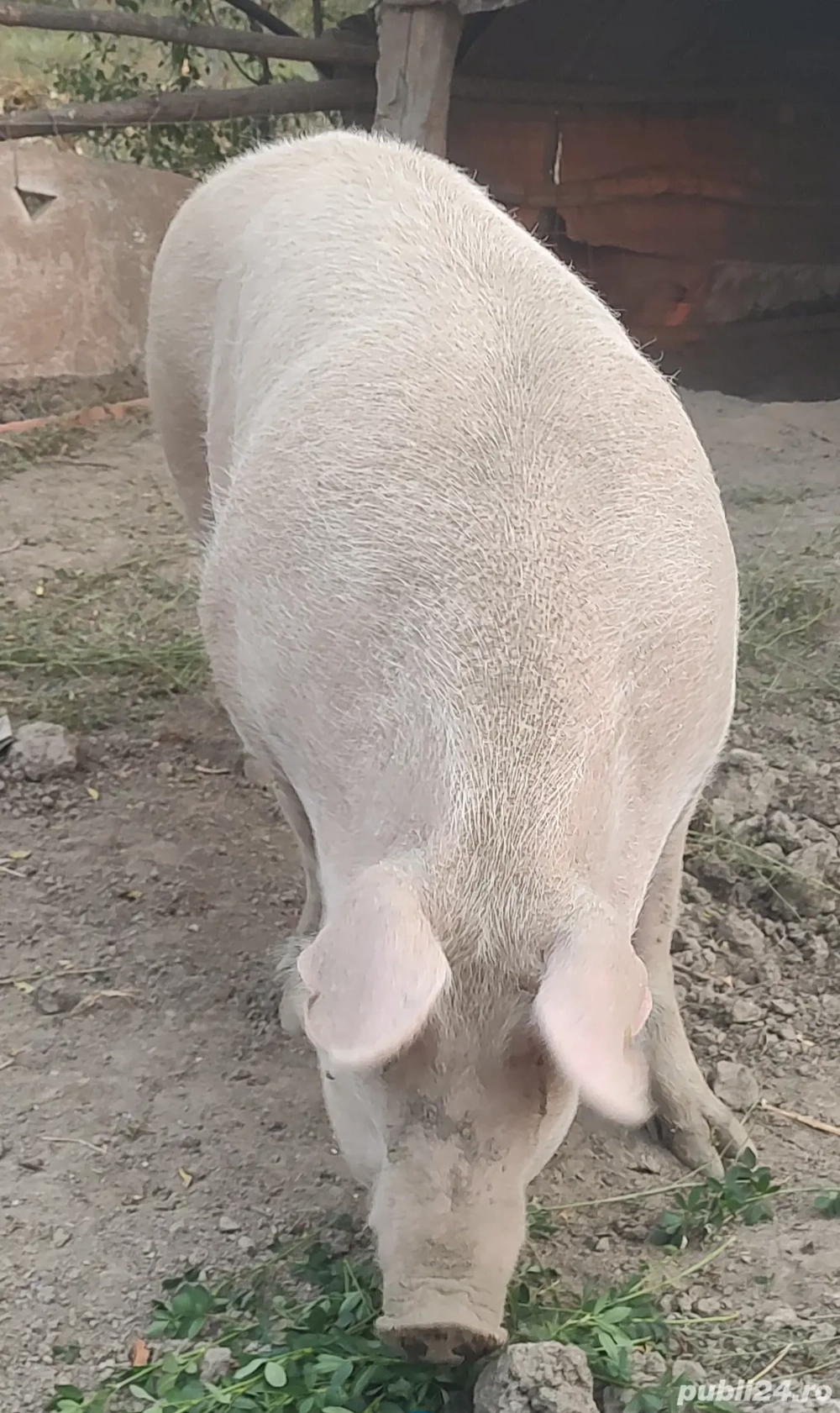 vand porci si grăsuni 