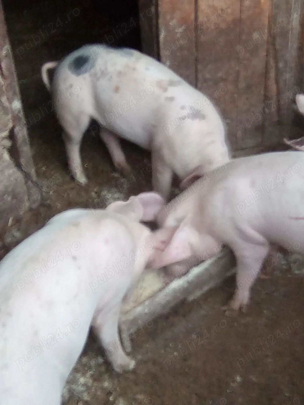 Vând purcei de tara.