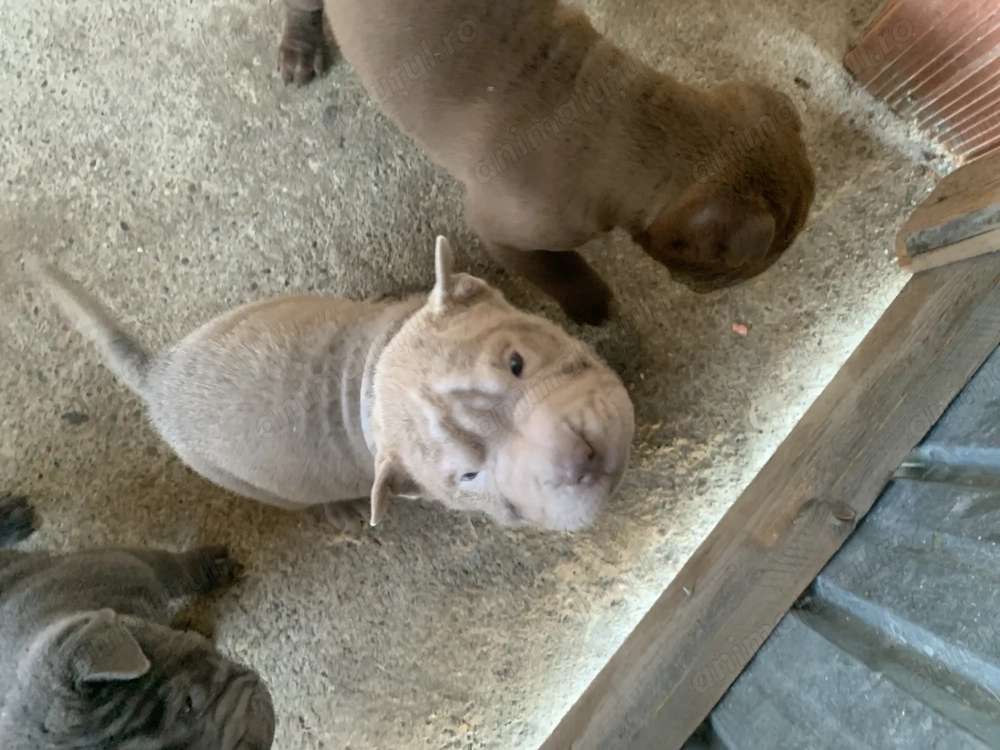 Pui Shar Pei în căutare de familie 2 fetițe și 5 băieței pentru mai multe poze sunați la nr 