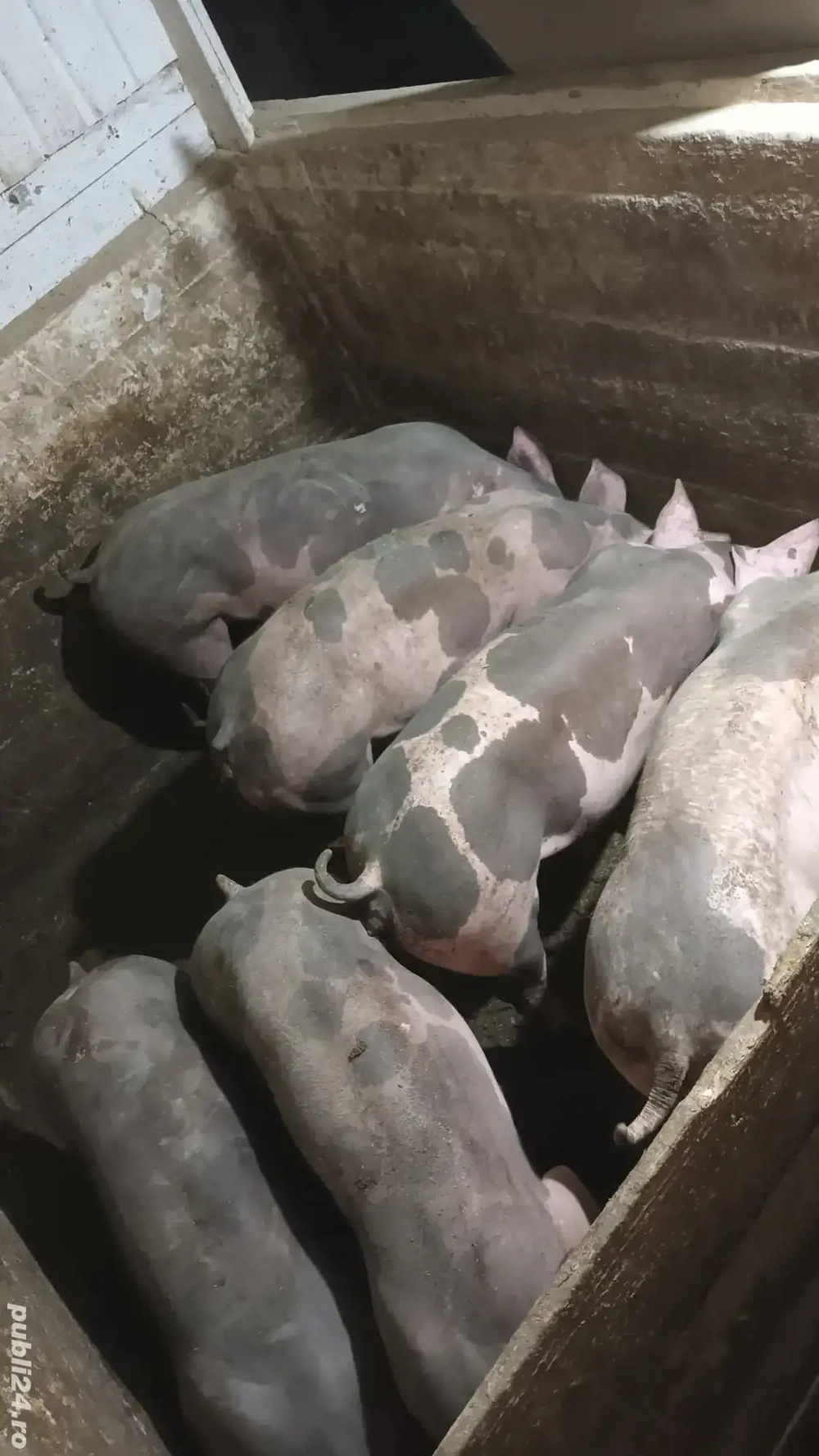 Scrofite reproductie