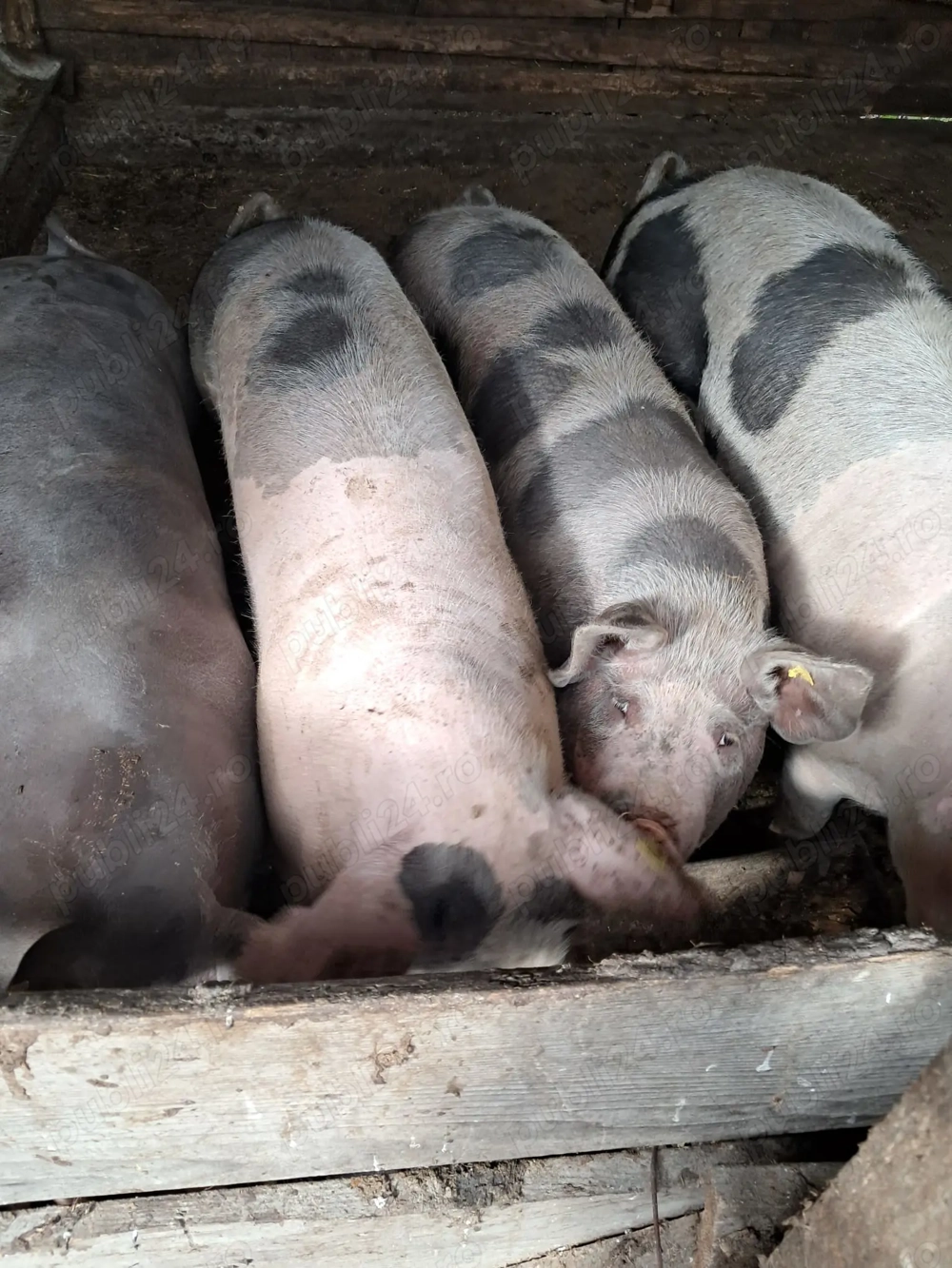 Vând porci de tăiat 