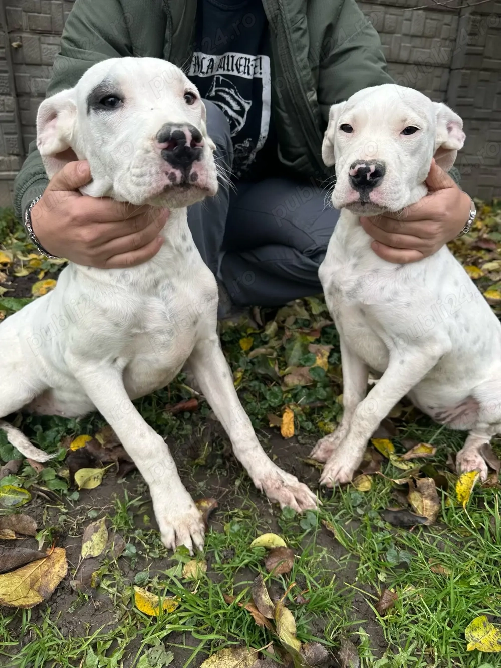 Vând pui de Dog Argentinian de 5 luni 