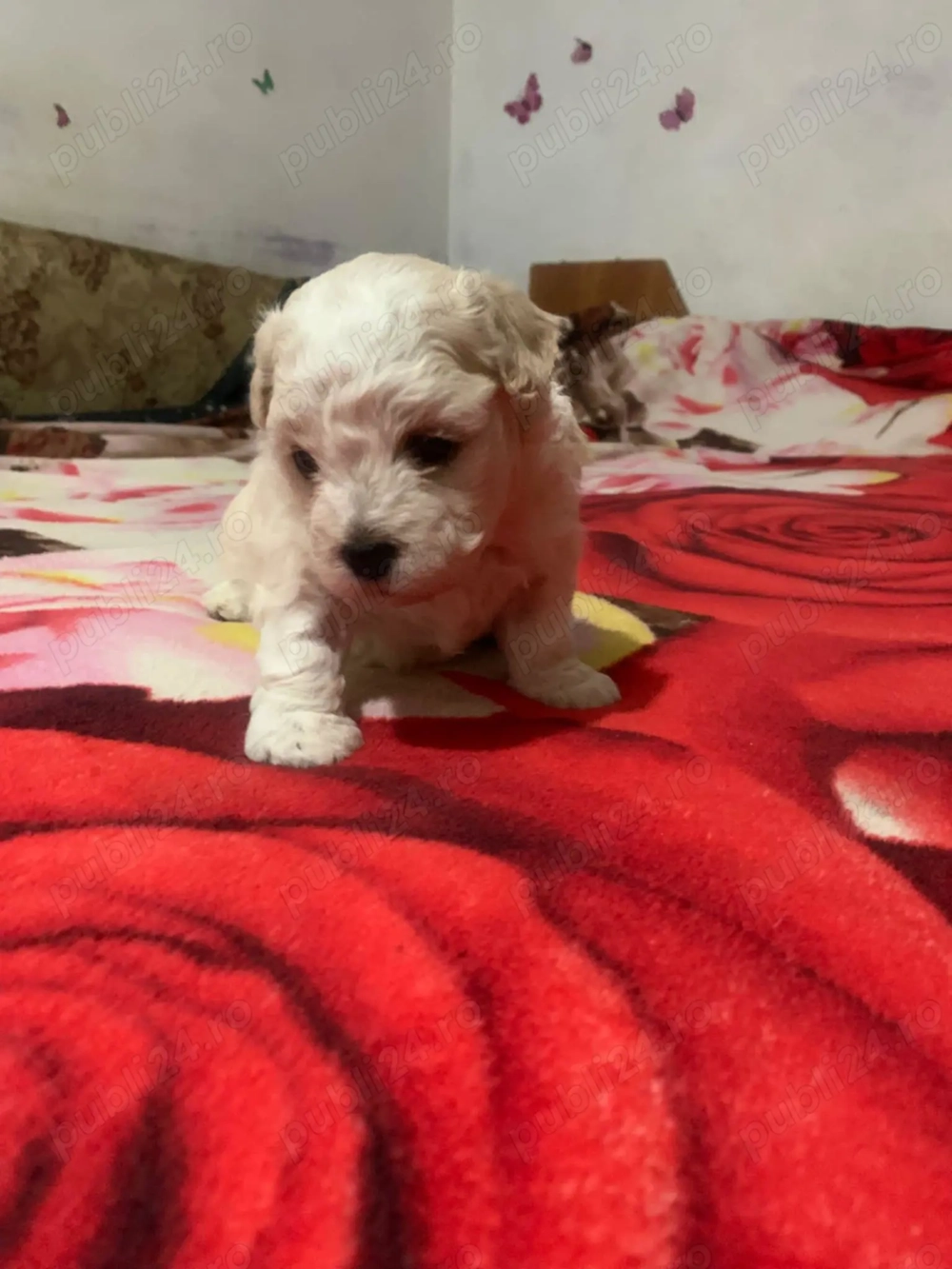 Doi pui adorabili de o lună