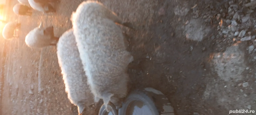 Porci Mangalita crescuti natural