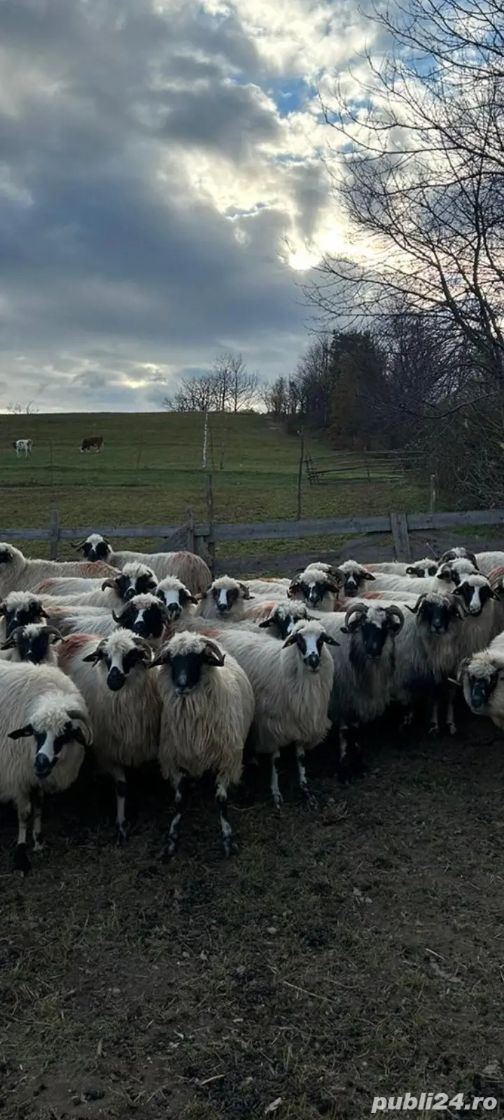 Oi de vanzare la poiana buchin