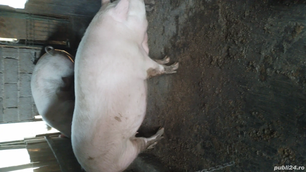 porci de vânzare 