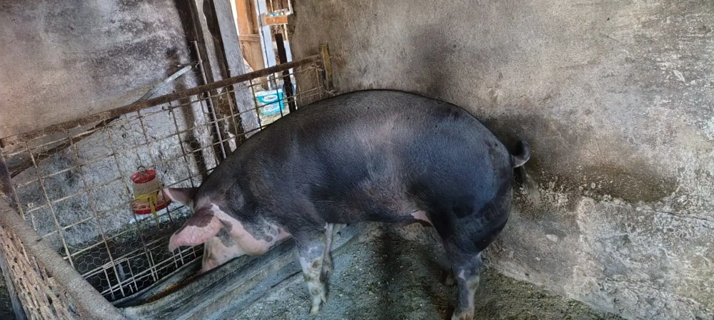 Vand porci rasa Duroc 120-190kg