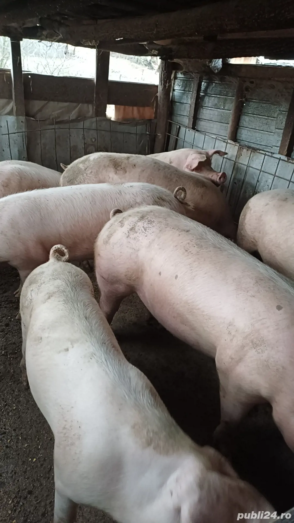 Vand porci de casa pret 14 lei kg 