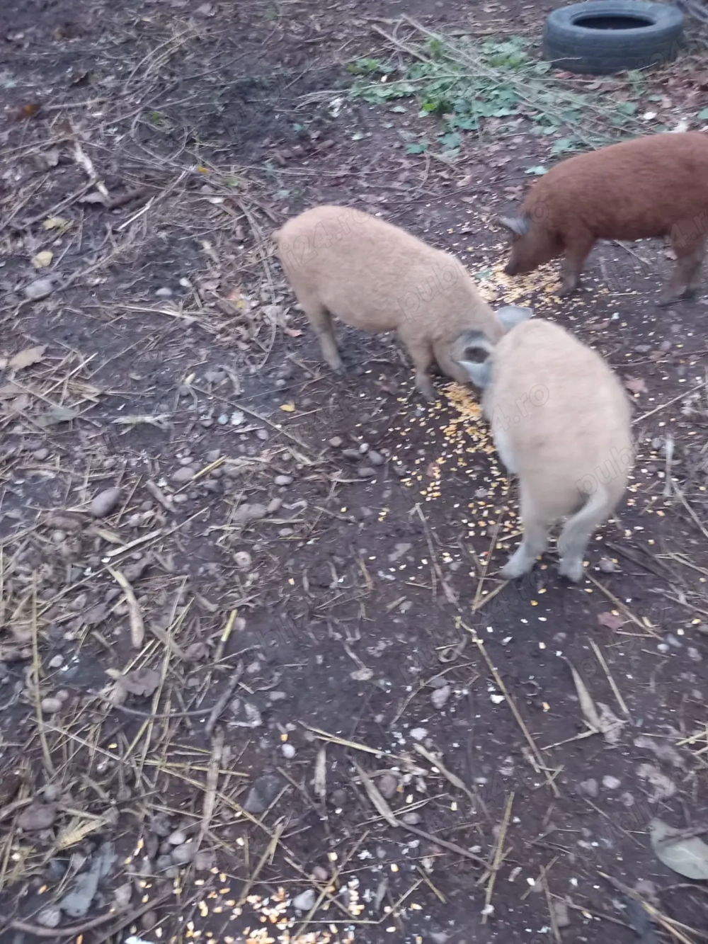 Vand purcei mangalita