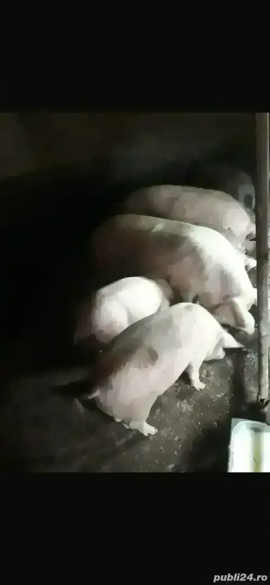 Vand porci de la 80 la 300 Kg