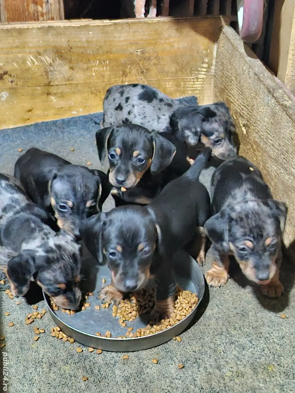 Vând pui teckel arlechin 