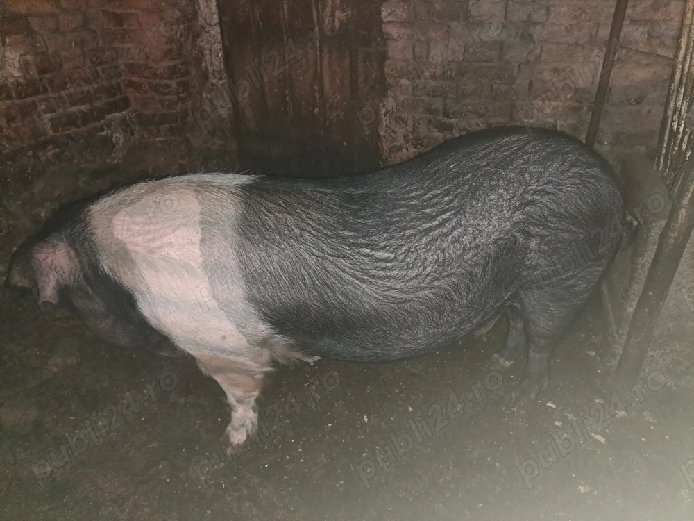 De vânzare scrofa 230kg
