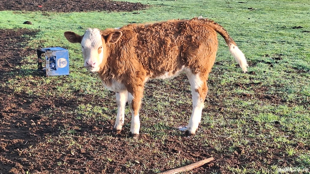 Vând taurasi si vitele 