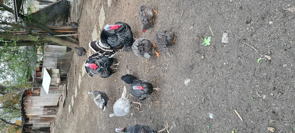 Vând curci și curcani