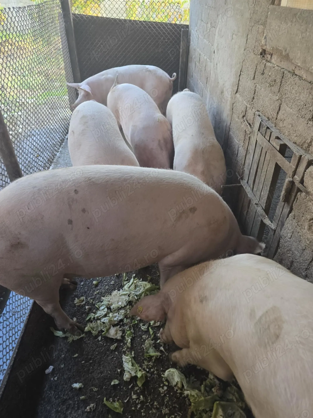 Vând porci disponibil pentru craciun