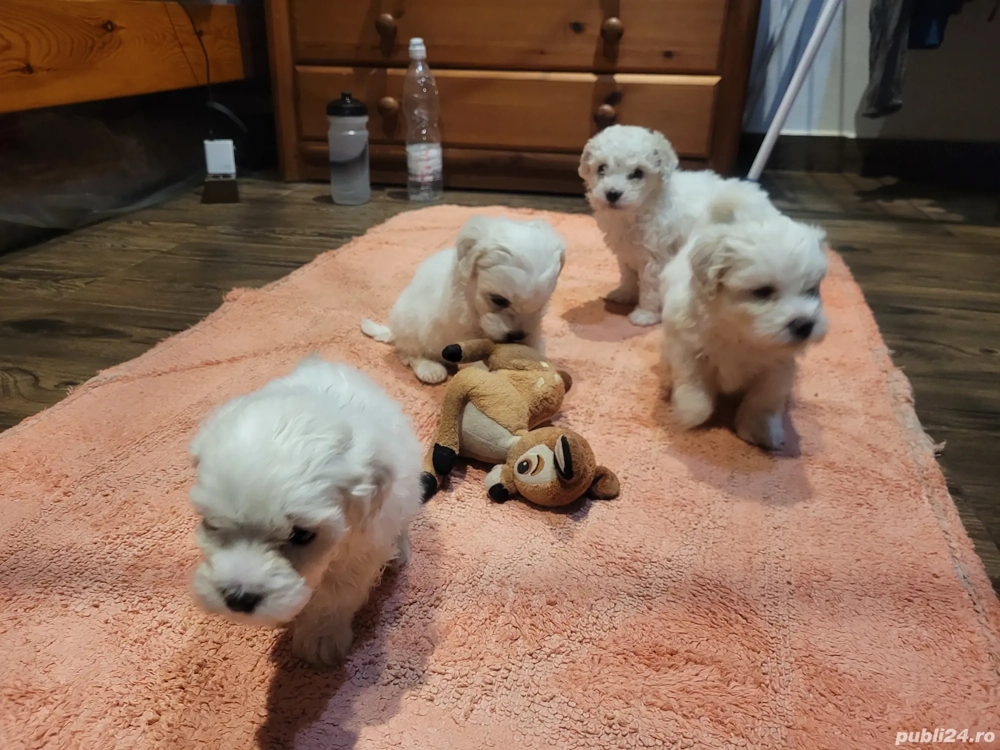 Vând puiuți bichon 