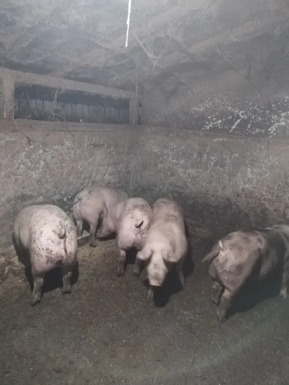 Porci rasa carne de vanzare 