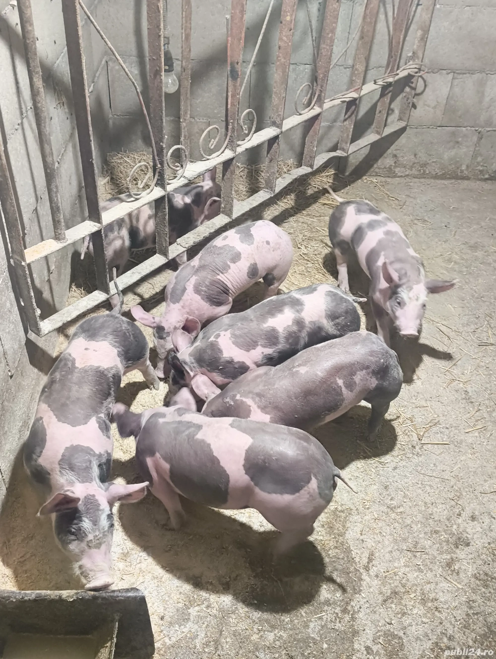 purcei 8 săptămâni 