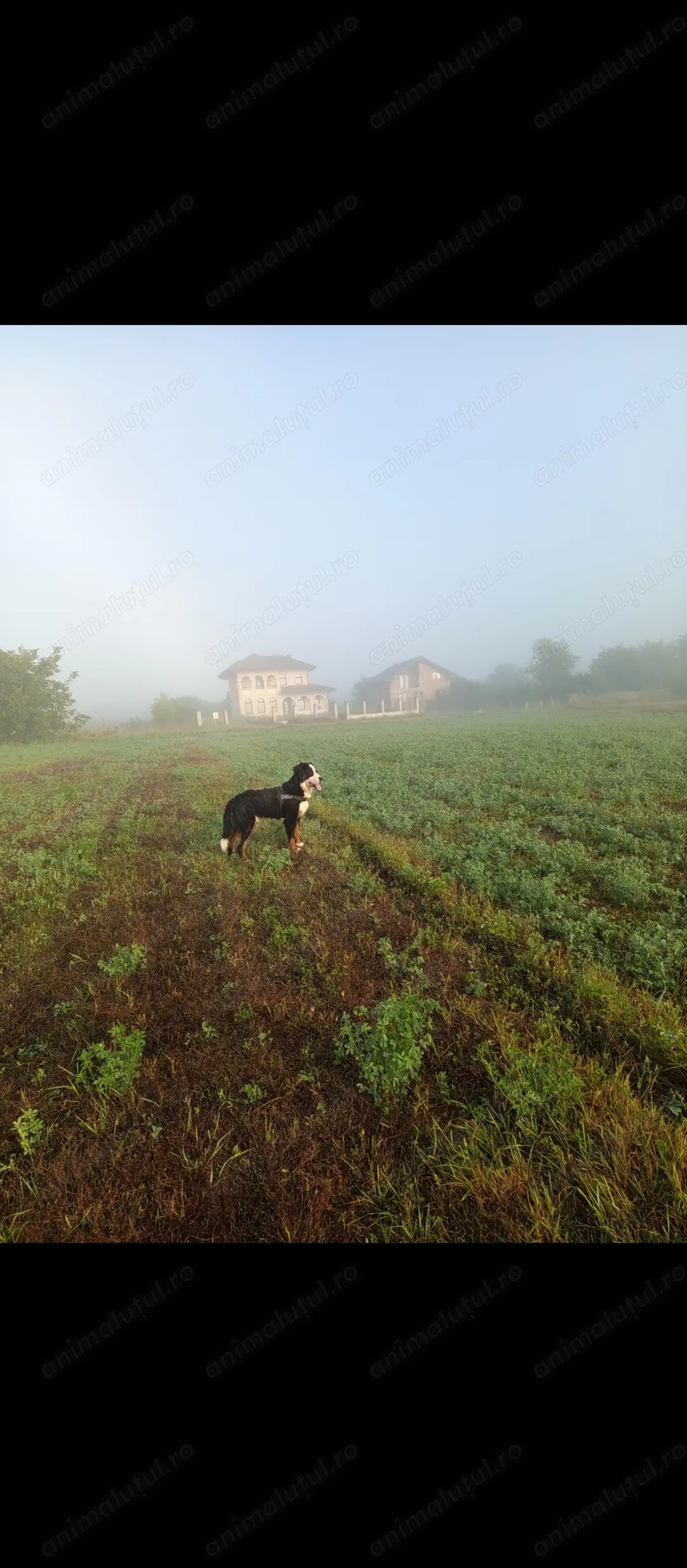 Ciobanesc de Berna în căutare de căsuța 