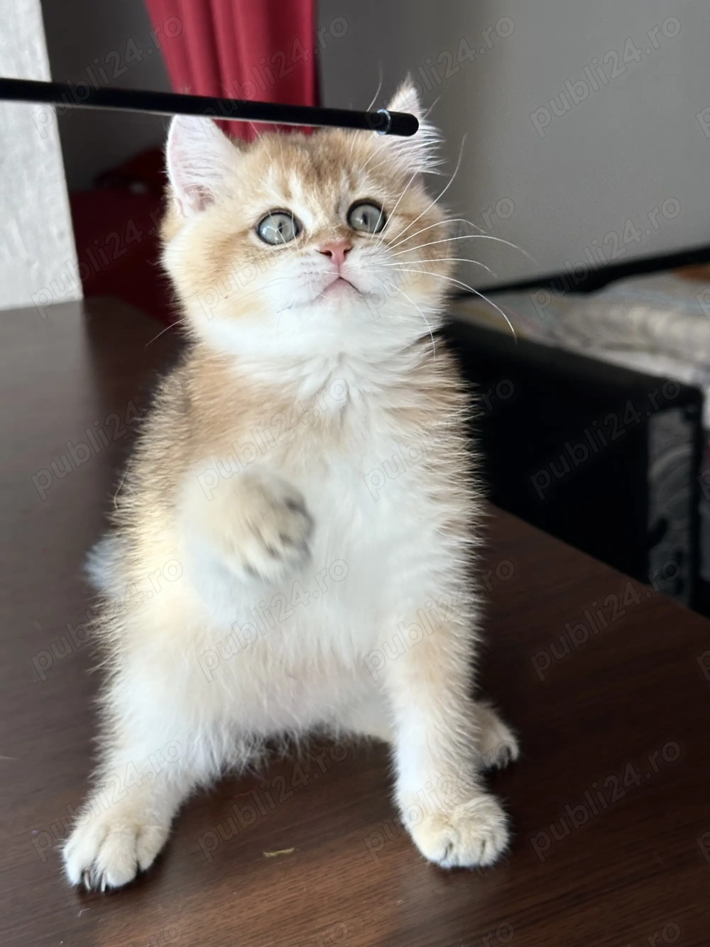 Baietel british shorthair chinchilla gold superb !! Certificat pedigree WCF!! 