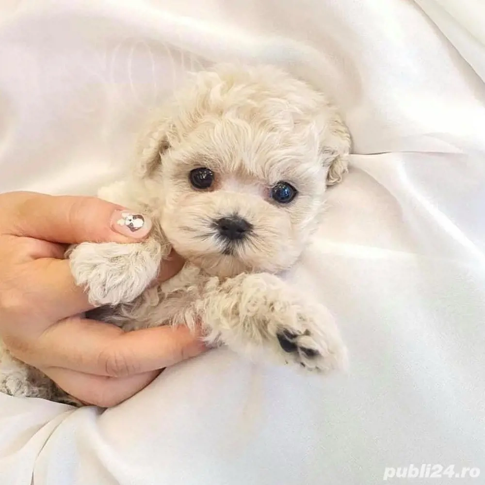 caniche maltipoo poodle mini toy