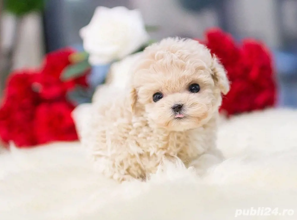 maltipoo pudel mini toy