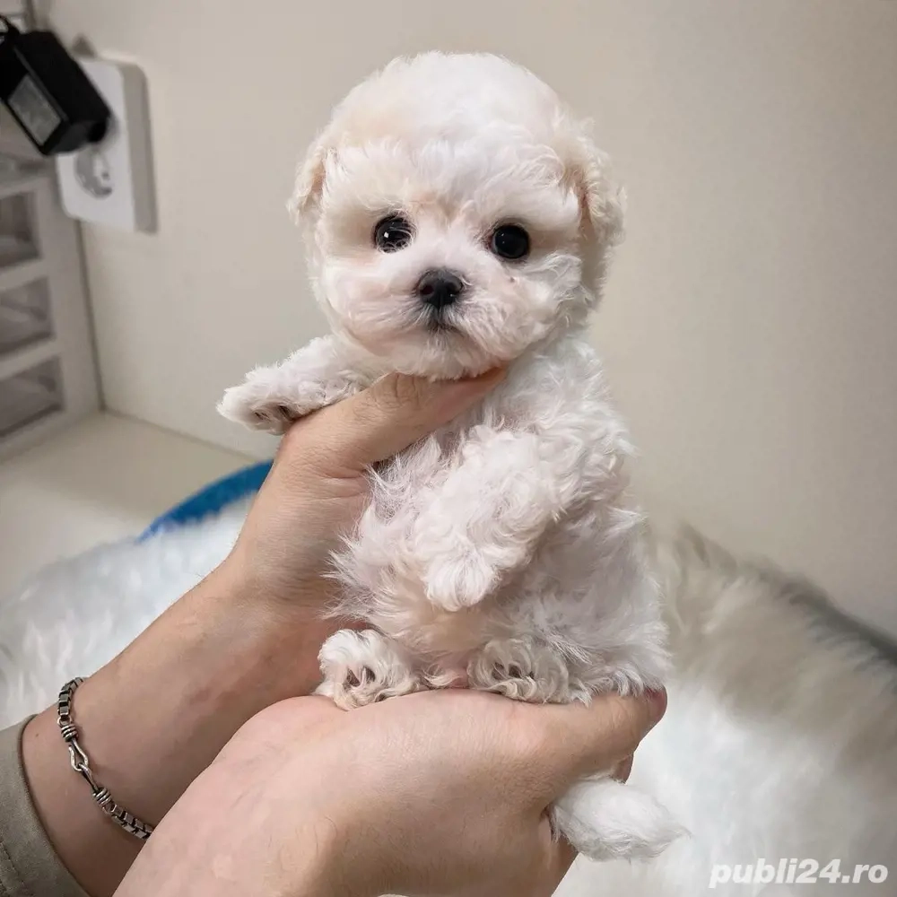 maltipoo poodle mini toy