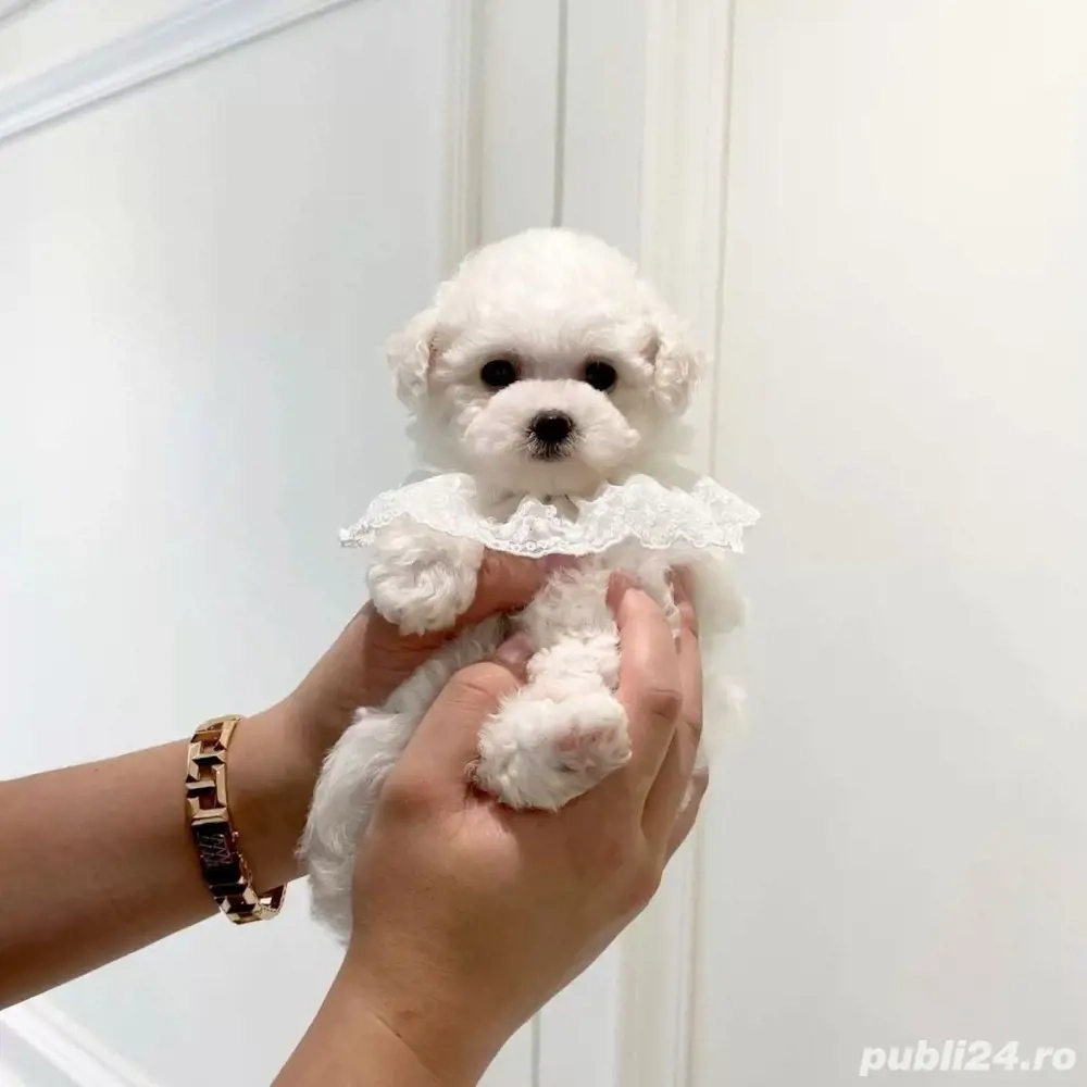 maltipoo poodle mini toy