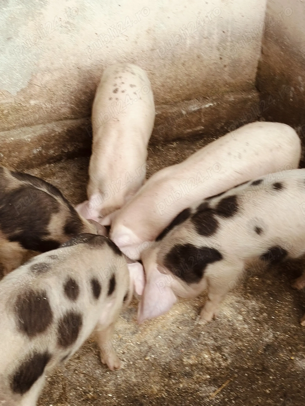 Purcei de 12 săptămâni 