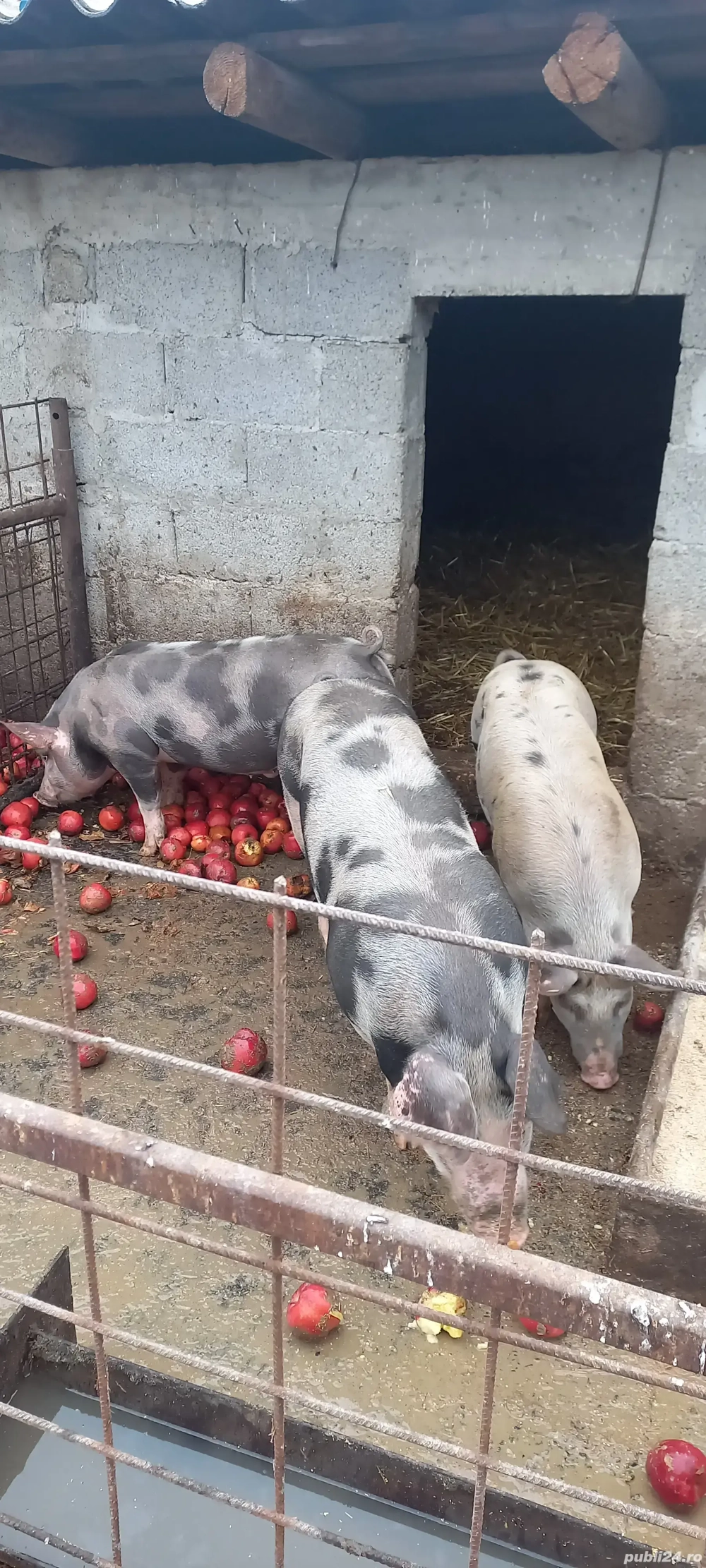 porci cu greutatea de la 70 la 200kg