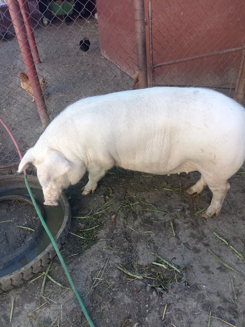 Purcea de vânzare rasa marele alb. 