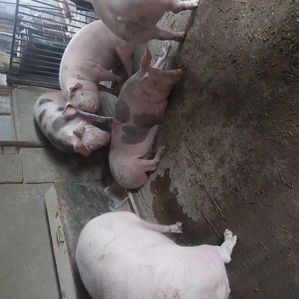 Vând porci crescuti in gospodarie