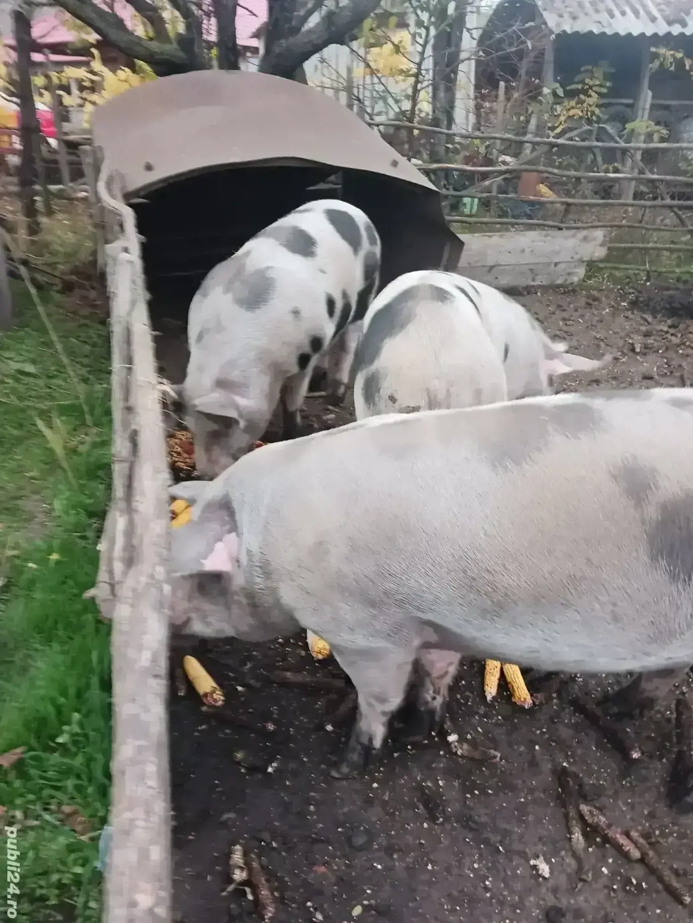 De vanzare 18 lei kg