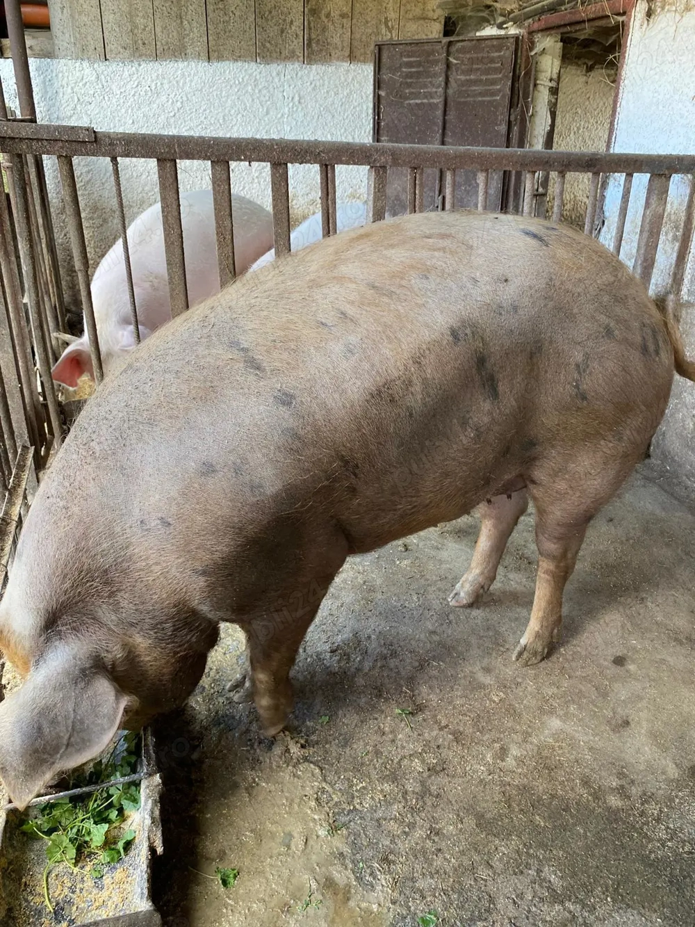 Vând porc 250 270 kg 