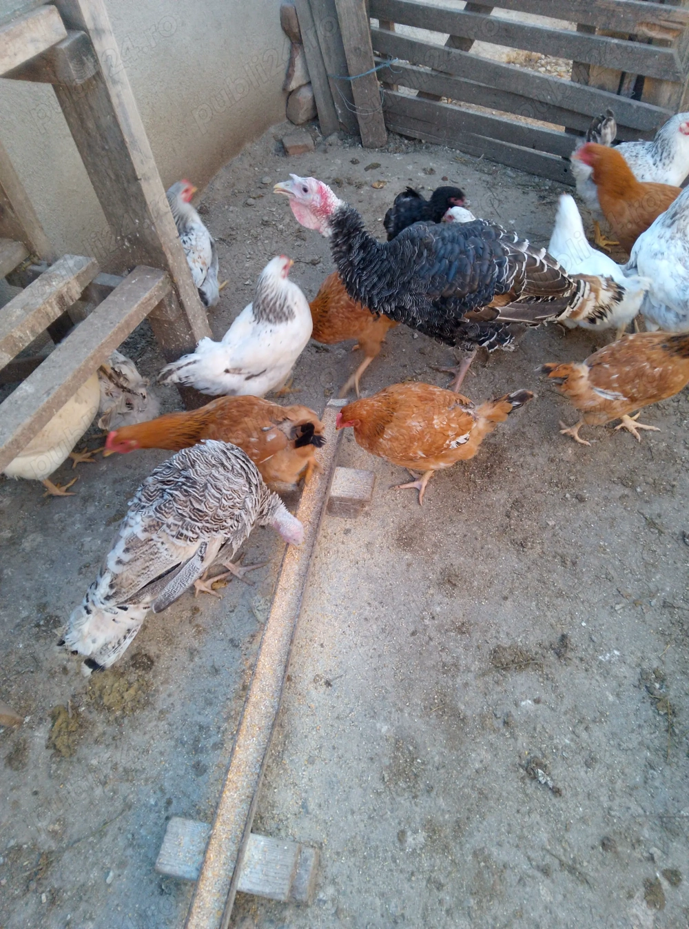 Vând un curcan și o curcă 