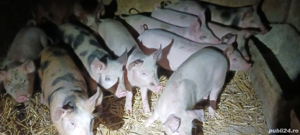 vând 6  purcei de 11 săptămâni 20 kg
