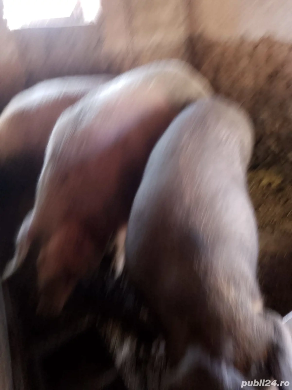 vand ce se vede in poze