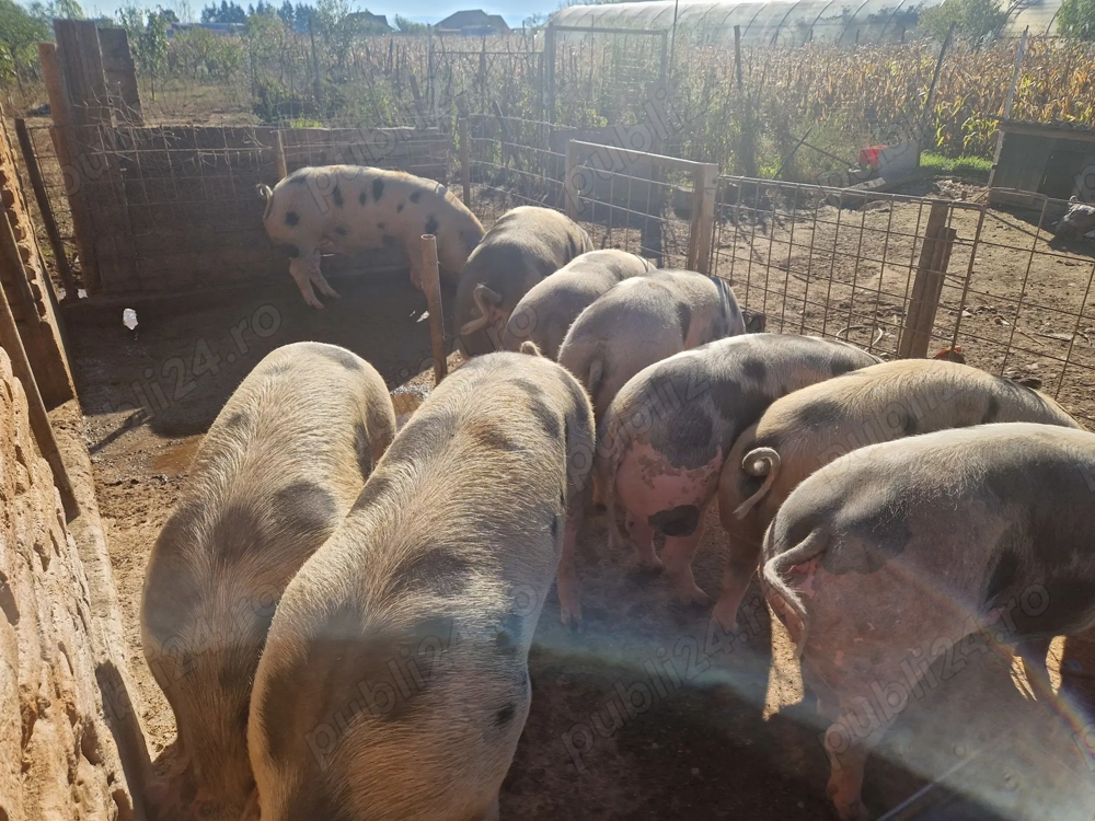 Disponibili porci de carne 