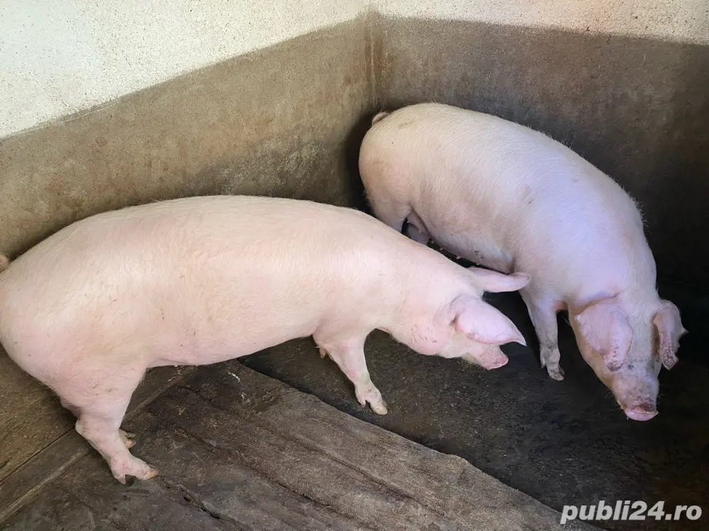 Porci grasi de clisa 