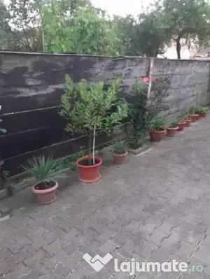 Vand dafin în ghiveci, înălțime 1.5m - 1.6m