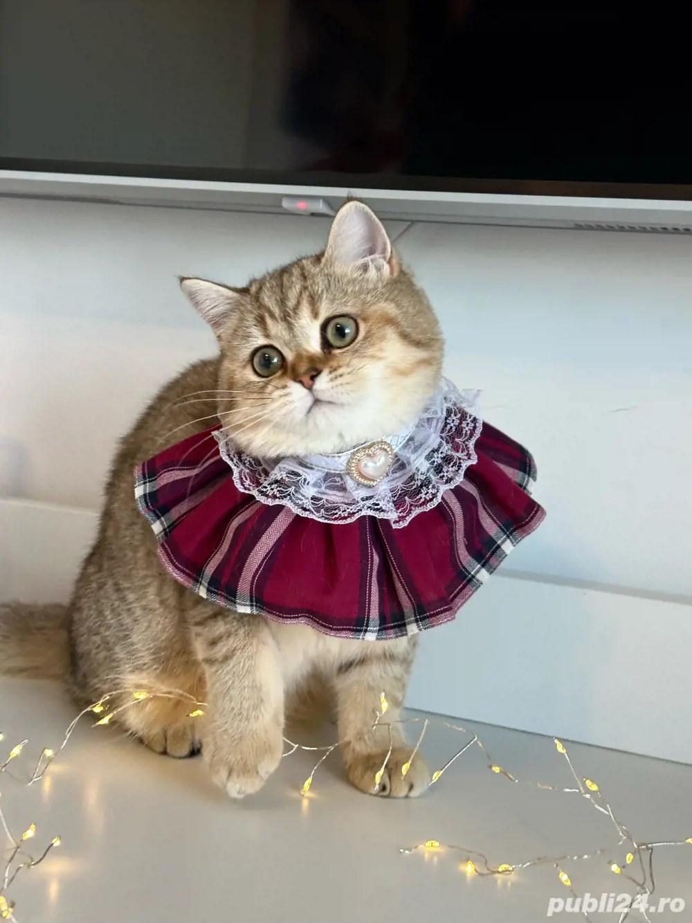 Fetita british shorthair superba !! Certificat pedigree !! 