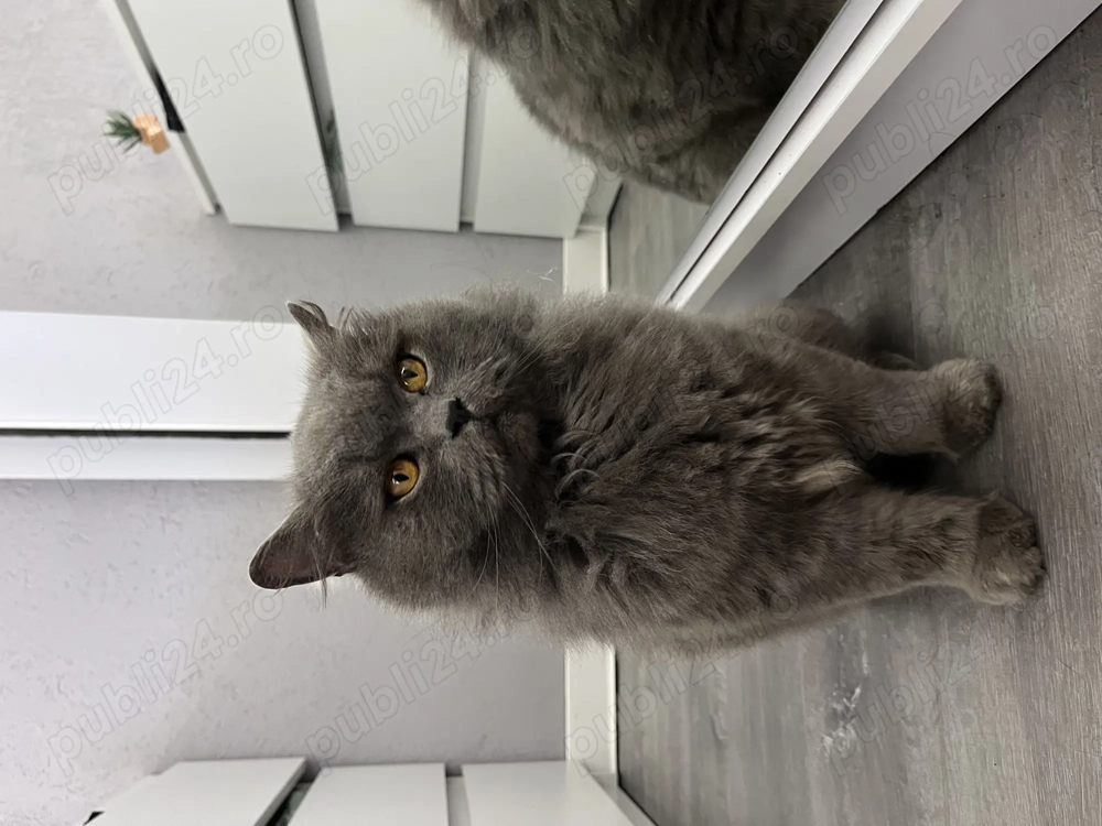 motan british longhair 