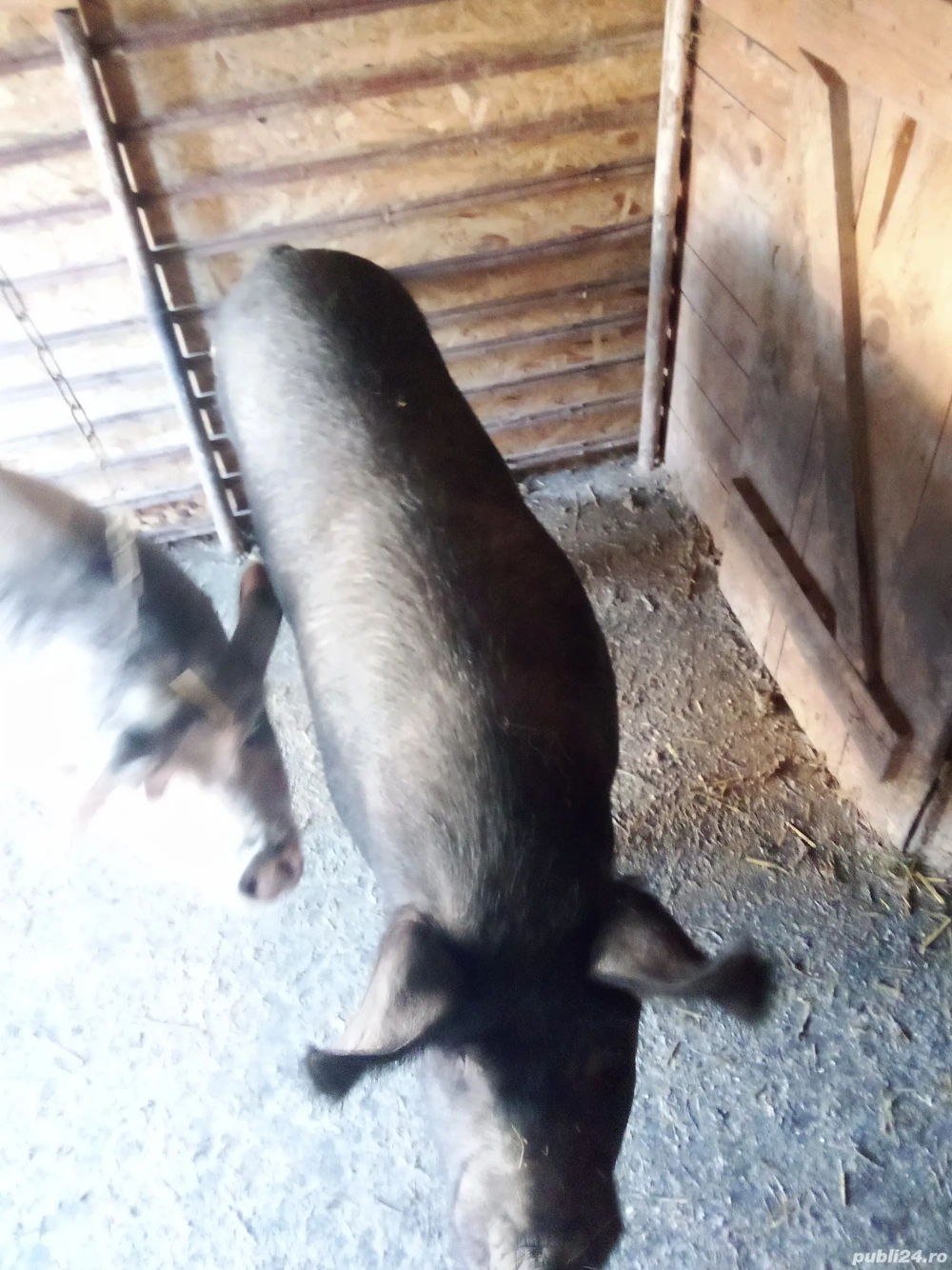 vind porci de taiat crescuti cu ceriale 