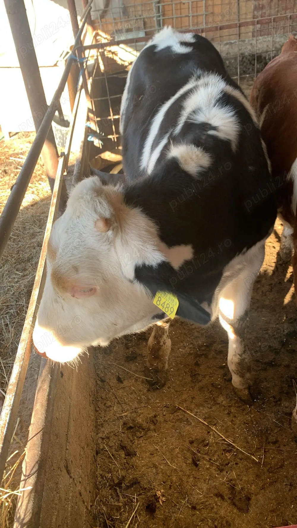 Vând viței bălțată românească 