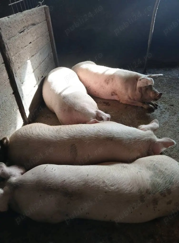 Porci de vanzare, crescuti natural, posibilitatea taieri la domiciliu, transport gratuit!