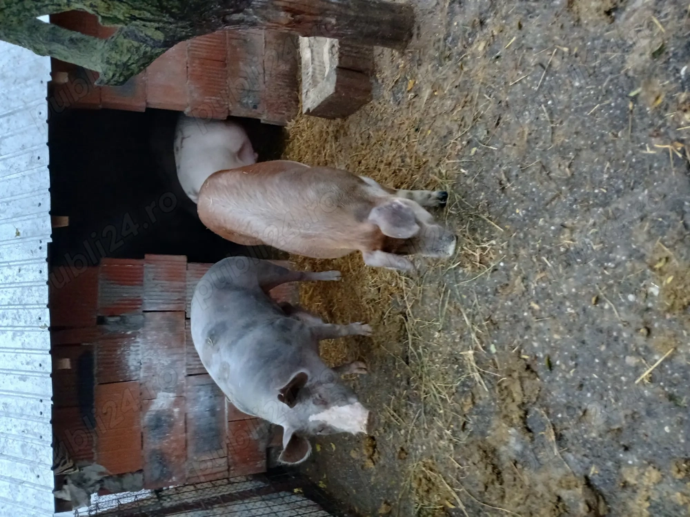 Porci greutate 120 150kg. 15 lei