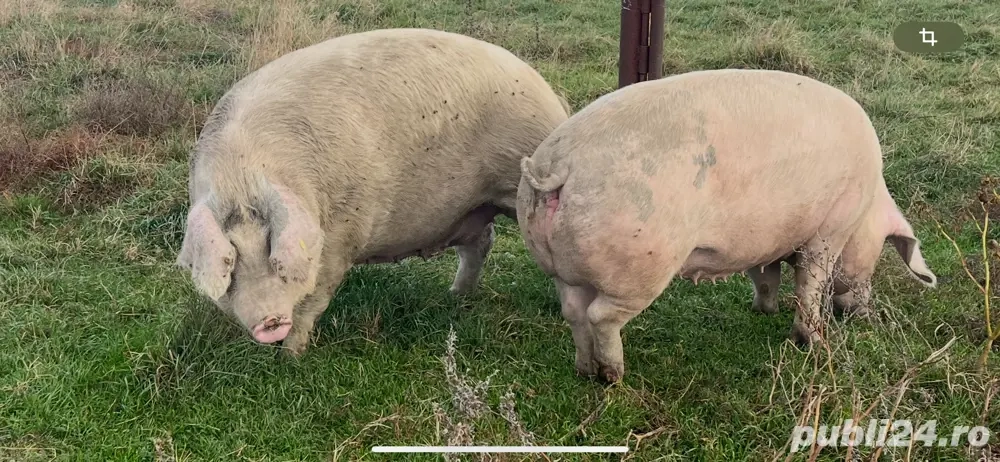 Vand porci 10lei  kg