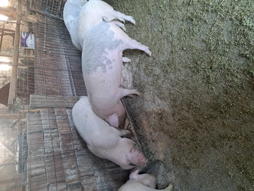 Vând cinci purcele de șase luni 